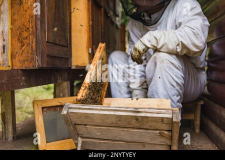 Männlicher Imker nimmt vorsichtig den Honigrahmen aus einem Holzbienenstock, prüft Bienen und Waben Bienenzucht und biologisches Honigzuchtkonzept. Stockfoto