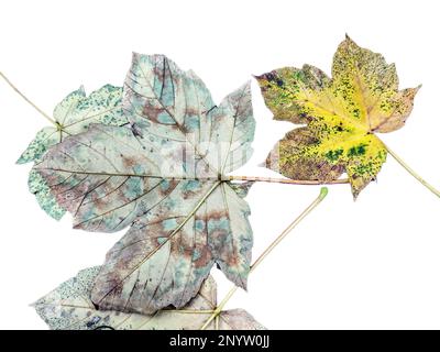 Gelber Ahornbaum im Herbst. Acer pseudoplatanus-Blätter auf weiß isoliert Stockfoto