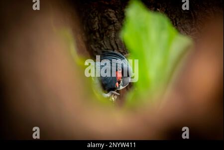 Palm Cockatoo Parrot Probosciger aterrimus in der Natur, das beste Foto. Stockfoto