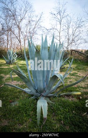 Green Agave Plant, Sisalana Perrine oder Sisal Agave. Stockfoto