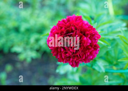Rote Pfingstrosen-Albiflora. Paeonia officinalis Kommandovorstellung im Garten. Große magentafarbene Blumen von gewöhnlichen Pfingstrosen im Park Stockfoto
