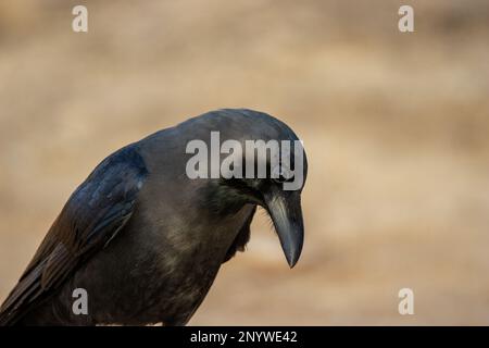 Nahaufnahme des Kopfes einer Hauskrähe (Corvus splendens), isoliert auf einem natürlichen grauen Hintergrund Stockfoto