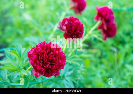 Rote Pfingstrosen-Albiflora. Paeonia officinalis Kommandovorstellung im Garten. Große magentafarbene Blumen von gewöhnlichen Pfingstrosen im Park Stockfoto
