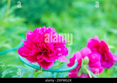Rote Pfingstrosen-Albiflora. Paeonia officinalis Kommandovorstellung im Garten. Große magentafarbene Blumen von gewöhnlichen Pfingstrosen im Park Stockfoto