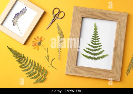 Flache Laienzusammensetzung mit gepressten getrockneten Blumen und Pflanzen auf gelbem Hintergrund. Wunderschönes Herbarium Stockfoto