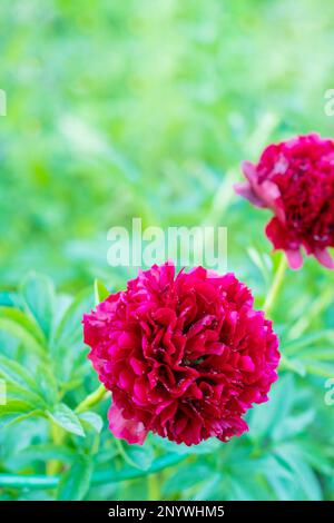 Rote Pfingstrosen-Albiflora. Paeonia officinalis Kommandovorstellung im Garten. Große magentafarbene Blumen von gewöhnlichen Pfingstrosen im Park Stockfoto