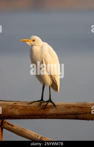 Porträt eines Rindes Egret (Bubulcus ibis) auf einer Holzzaunschiene mit hellblauem Hintergrund Stockfoto
