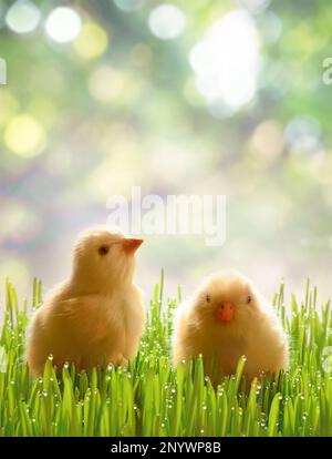 Kleine neugeborene Küken stehen auf grünem Gras. Frühlingsstimmung. Hintergrund für eine Ostergruß oder eine Postkarte. Stockfoto