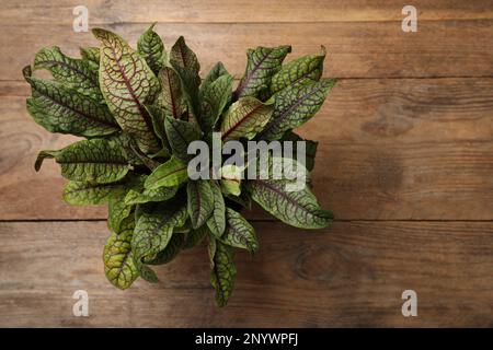 Sorrel Pflanze auf Holztisch, Draufsicht. Platz für Text Stockfoto