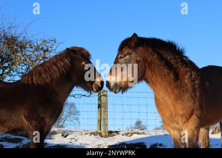 Zwei exmoor-Ponys stehen an einem sonnigen Tag im Schnee und betrachten sich mit fast berührenden Köpfen Stockfoto