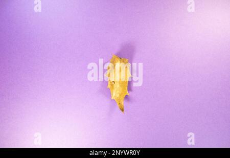 Blassbraunes Herbstholly oder Ilex-Blatt isoliert auf violettem Hintergrund Stockfoto