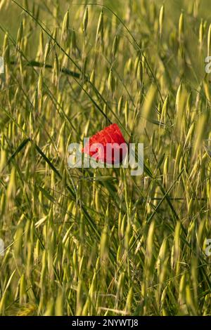 Rote Mohnblume in der Toskana Stockfoto