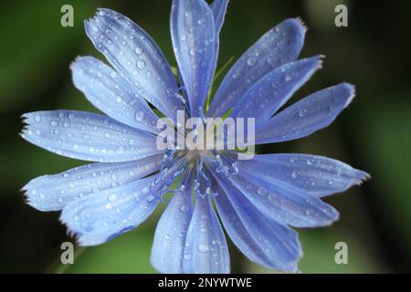 Wunderschöne blühende Zichorien-Blume, die auf verschwommenem Hintergrund wächst, Nahaufnahme Stockfoto