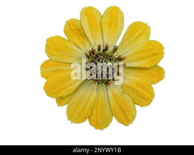 Gelb Zinnia elegans Blume isoliert auf Weiß Stockfoto