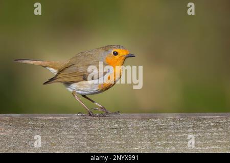 Detaillierte Seitenansicht eines wilden, britischen Rotvogel (Erithacus rubecula), der im Freien isoliert auf einem Gartenzaun steht. Stockfoto
