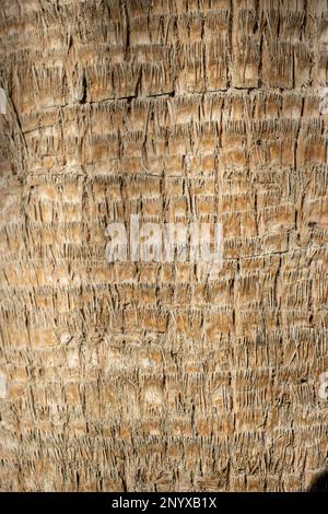 Nahaufnahme der Textur der Wüstenfächerpalme (Washingtonia filifera) Baumstamm Stockfoto