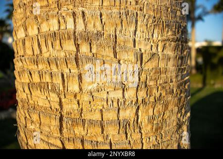 Nahaufnahme der Textur der Wüstenfächerpalme (Washingtonia filifera) Baumstamm Stockfoto
