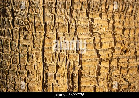 Nahaufnahme der Textur der Wüstenfächerpalme (Washingtonia filifera) Baumstamm Stockfoto