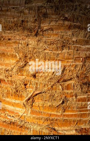 Nahaufnahme der Textur der Wüstenfächerpalme (Washingtonia filifera) Baumstamm Stockfoto