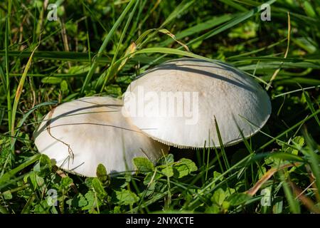 Zwei große weiße Champignons im grünen Gras. Schließen. Stockfoto