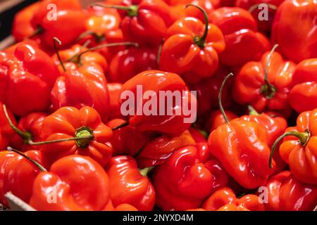 Chili habanero ist der heißeste Pfeffer Mexikos. Verkauf von Paprika auf dem Markt Stockfoto