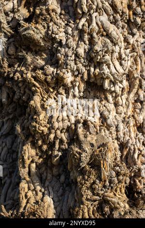 Nahaufnahme der Textur der Wüstenfächerpalme (Washingtonia filifera) Baumstamm Stockfoto