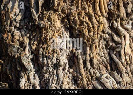 Nahaufnahme der Textur der Wüstenfächerpalme (Washingtonia filifera) Baumstamm Stockfoto