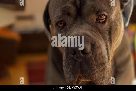 Porträt eines traurigen, sitzenden, grauen Cane Corso-Hundes Stockfoto