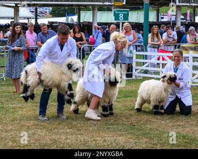 Süßes junges Walais Blacknose Sheep (weißes Shaggy Fleece, schwarze Gesichter) & Farmers (Jury Time) - Great Yorkshire Country Show, Harrogate, England, Großbritannien. Stockfoto