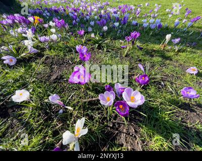 „Bunte Krokusse“, die zu den ersten Blüten gehören, die jeden Frühling blühen. Im Forbury Gardens Public Park, Reading Stockfoto