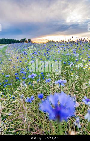 Havixbeck: Feld mit Maisblumen oder Junggesellen-Knopf (Centaurea cyanus) bei Sonnenuntergang im Münsterland, Nordrhein-Westfalen, Nordrhein-We Stockfoto