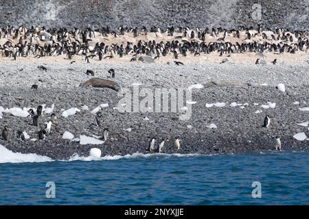 Adelie-Pinguine und Weddell-Robben auf Paulet Island - Antarktis Stockfoto