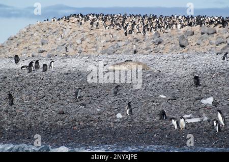 Adelie-Pinguine und Weddell-Robben auf Paulet Island - Antarktis Stockfoto