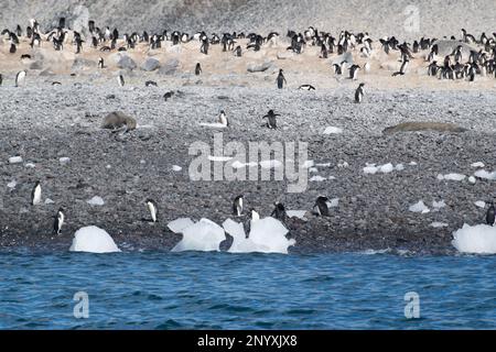 Adelie-Pinguine und Weddell-Robben auf Paulet Island - Antarktis Stockfoto