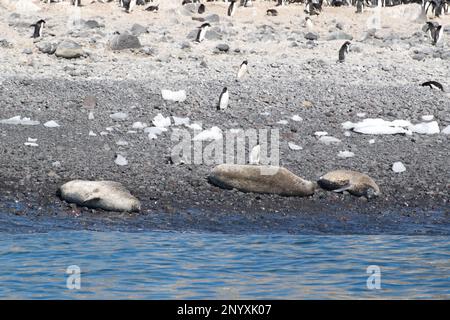 Adelie-Pinguine und Weddell-Robben auf Paultet Island - Antarktis Stockfoto