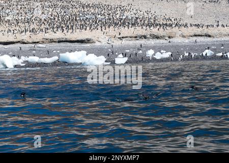 Riesige Adélie-Pinguin-Kolonie auf Paulet Island - Antarktis Stockfoto