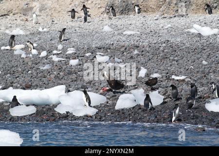 Ein Aasfresser isst einen Kadaver, während Pinguine zuschauen Stockfoto