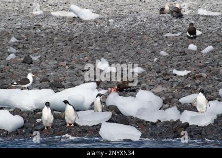 Ein Aasfresser isst einen Kadaver, während Pinguine zuschauen Stockfoto