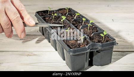 Anbau von Mikrogrün. Eine Hand mit einer Pinzette pflanzt junge Pflanzensämlinge in Kassetten mit fruchtbarem Boden. Rustikaler Stil Stockfoto