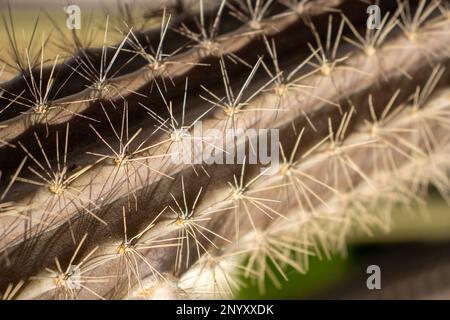 Nahaufnahme eines Orgelpfeifenkaktus (Stenocereus thurberi) Stockfoto