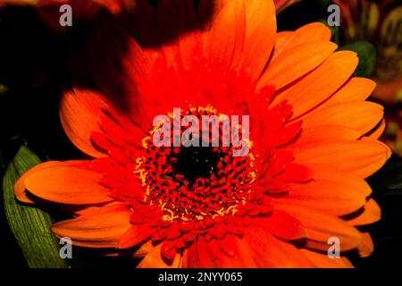 Orange Gerbera Gänseblümchen Nahaufnahme, geringe Tiefenschärfe Stockfoto