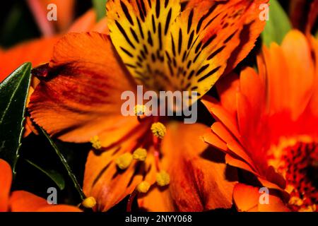 Nahaufnahme einer wunderschönen Orangenalstroemeria-Blume in Blüte Stockfoto