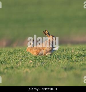 Ein zweiköpfiger Hase. Braunhaare ( Lepus europaeus) mit Verfolgungs- und Werbekampfverhalten auf den Ackerfeldern von Suffolk. UK. Stockfoto