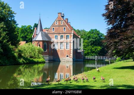 Havixbeck: Wasserschloss Hülshoff, ägyptische Gans (Alopochen aegyptiaca) in Münsterland, Nordrhein-Westfalen, Nordrhein-Westfalen, Deutschland Stockfoto