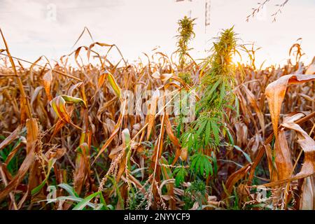 Industriehanf, Cannabis sativa, wächst im Herbst neben dem Feld mit trockenem Mais wild. Stockfoto