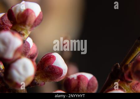 Aprikosenblüten-Knospen-Ast auf isoliertem Hintergrund Stockfoto