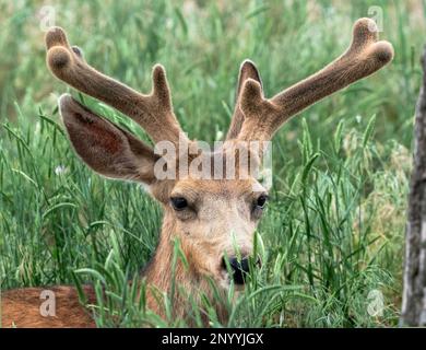 Nahaufnahme eines Mule-Deer-Samtgeweihers Stockfoto