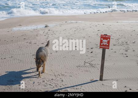 Ein leerer Strand in der Nähe des Meeres, ein Schild, die Inschrift wird übersetzt - Halt, Minen und ein Hund, der am Strand entlang läuft Stockfoto