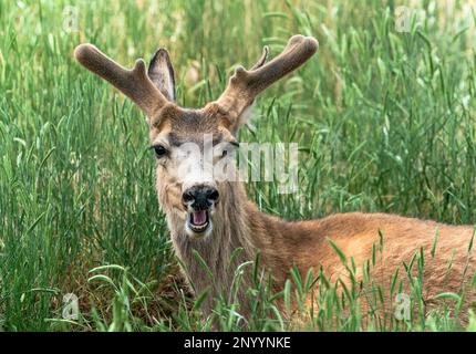 Ein junges Maultier mit Samtgeweih und offenem Mund, das durch ein grasbewachsenes Feld forscht. Stockfoto