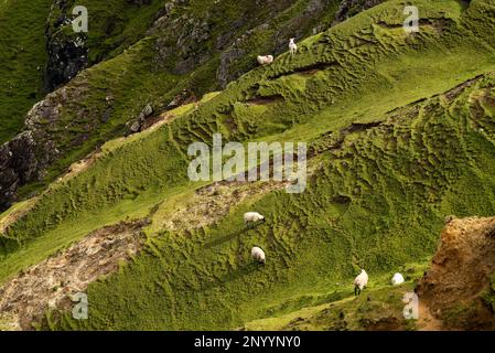 Vollbildaufnahme einer Schaffe, die auf der grünen, grasbedeckten Landschaft auf den Klippen von Benwee Head, County Mayo, Irland weidet Stockfoto